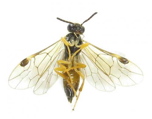 Heptamelus ochroleucus