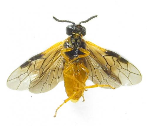 Selandria serva