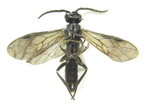 Ametastegia carpini