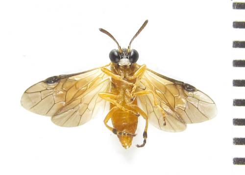 Athalia circularis