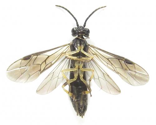 Ametastegia carpini