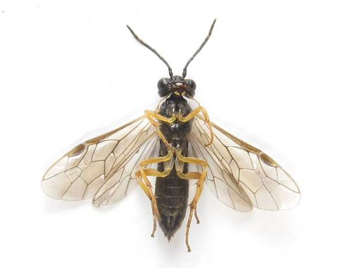 Ametastegia pallipes