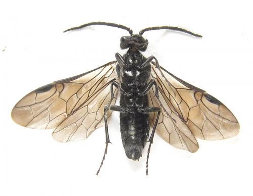 Réf. 289 179 : Dolerus nigratus
