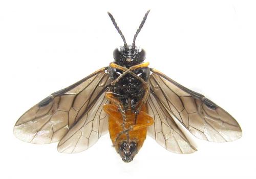 Eutomostethus luteiventris