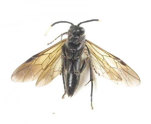 Macrophya infumata