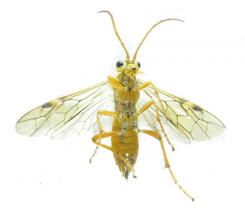 Réf. 289 443 : Tenthredopsis nassata