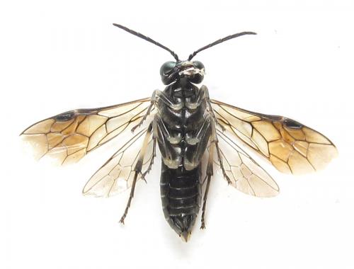 Réf. 289 515 : Macrophya albipuncta