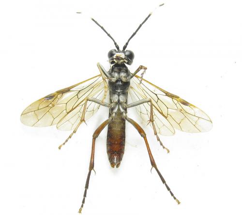 Réf. 289 594 : Tenthredo livida