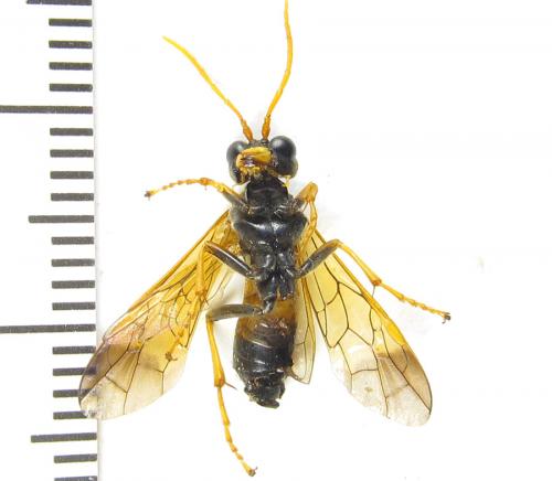 Tenthredo campestris