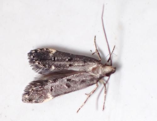 Dichomeris alacella