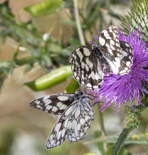 Réf. 289 857 : Melanargia galathea