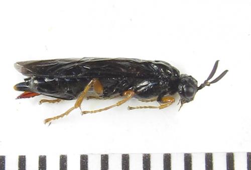 Réf. 289 054 : Blasticotoma filiceti