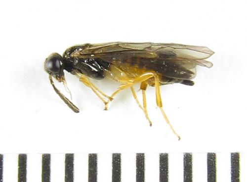 Heptamelus ochroleucus