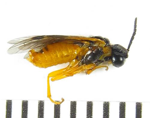 Selandria serva