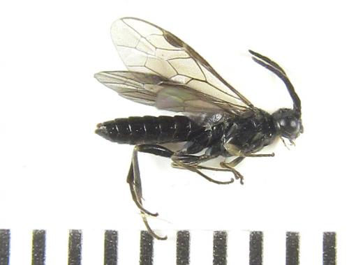 Ametastegia carpini