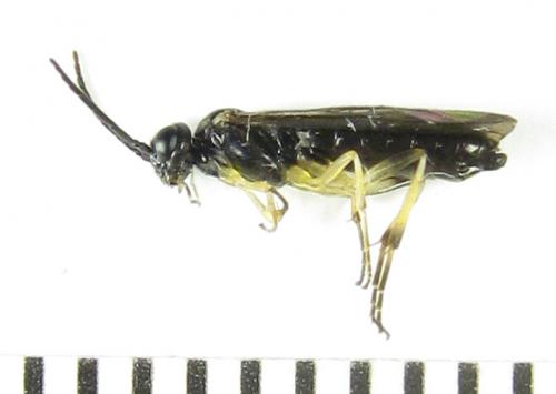 Ametastegia carpini