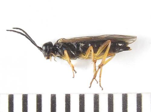 Ametastegia pallipes