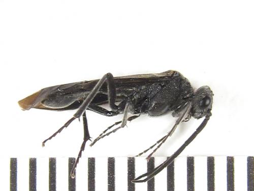 Réf. 289 180 : Dolerus nigratus