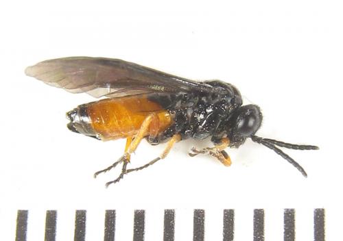 Eutomostethus luteiventris