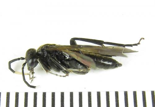 Réf. 289 239 : Macrophya infumata