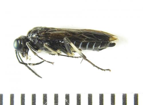 Réf. 289 516 : Macrophya albipuncta
