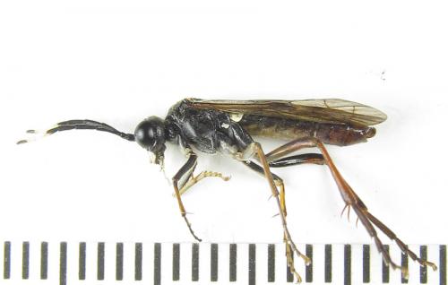 Réf. 289 595 : Tenthredo livida