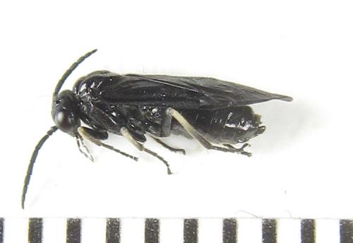 Birka cinereipes
