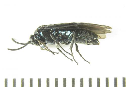 Arge gracilicornis
