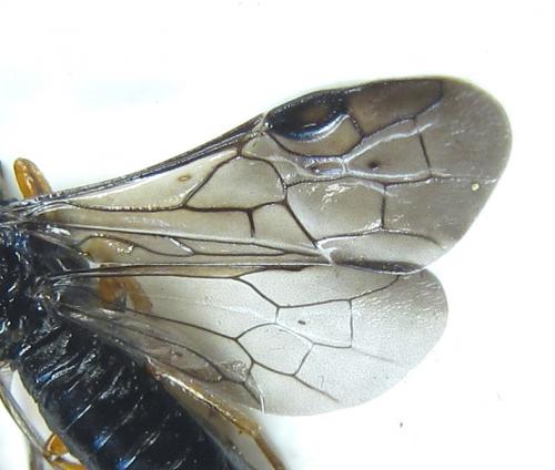 Réf. 289 055 : Blasticotoma filiceti