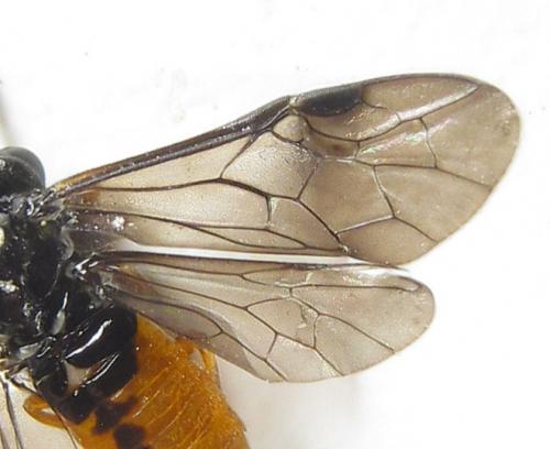 Réf. 289 220 : Eutomostethus luteiventris