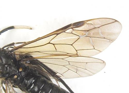 Réf. 289 240 : Macrophya infumata