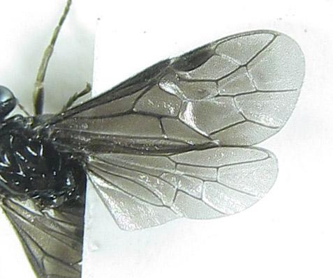Birka cinereipes