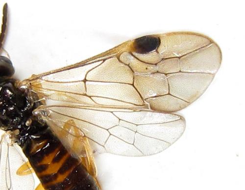 Réf. 289 716 : Heptamelus ochroleucus