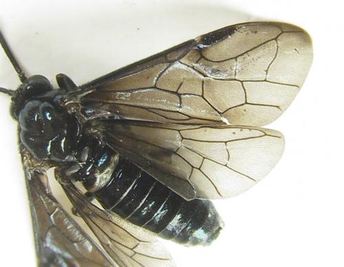 Arge gracilicornis