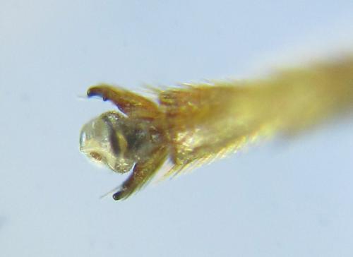 Réf. 289 057 : Blasticotoma filiceti