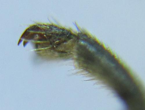 Réf. 289 517 : Macrophya albipuncta