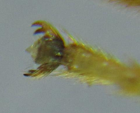 Heptamelus ochroleucus