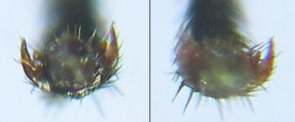 Ametastegia carpini