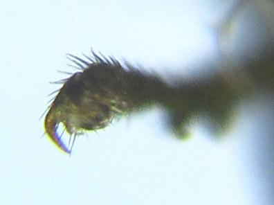 Ametastegia carpini