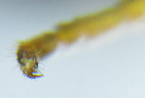 Ametastegia pallipes