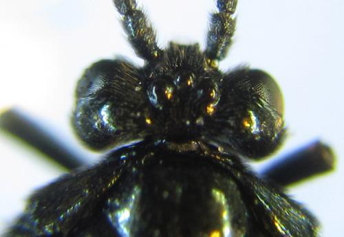 Arge gracilicornis