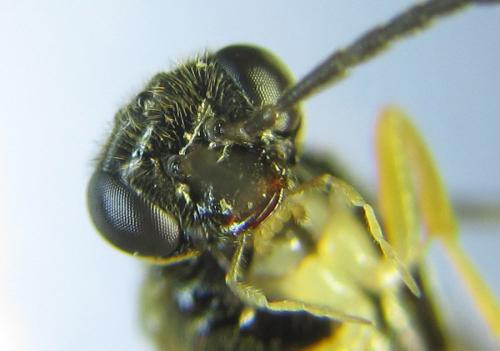 Heptamelus ochroleucus