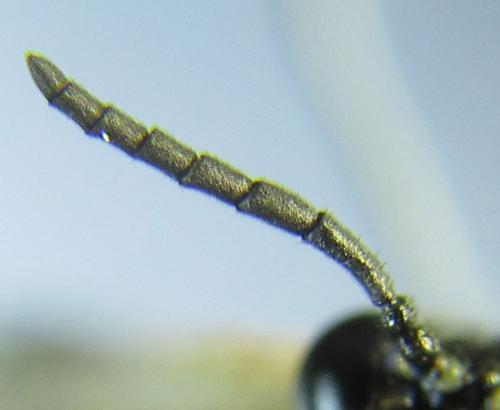 Selandria serva