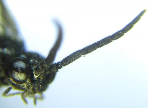 Ametastegia carpini