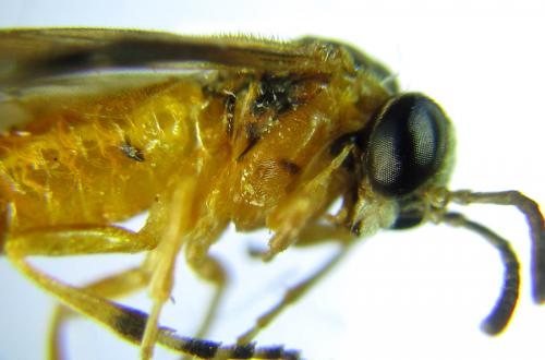 Réf. 289 975 : Athalia circularis