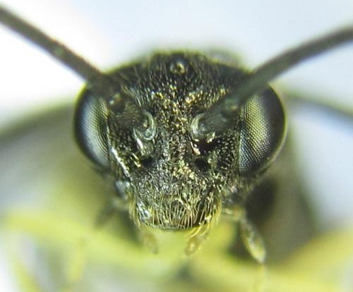 Ametastegia carpini
