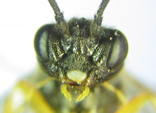 Ametastegia pallipes