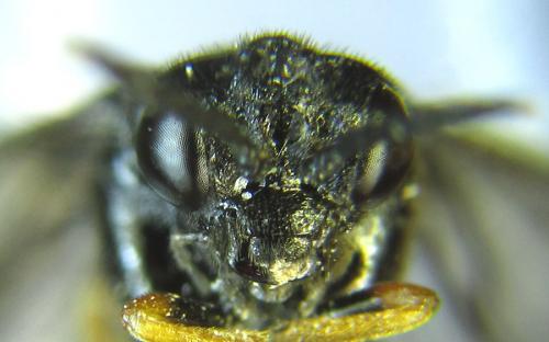 Réf. 289 221 : Eutomostethus luteiventris