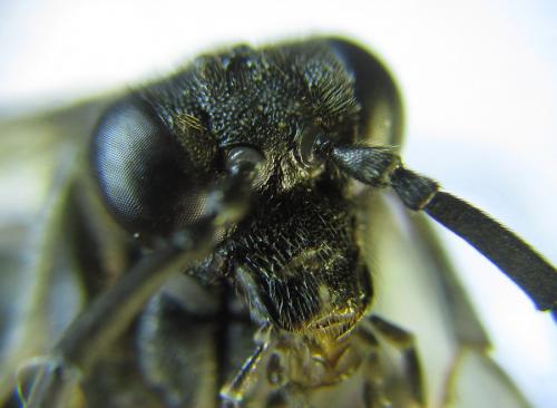 Réf. 289 241 : Macrophya infumata