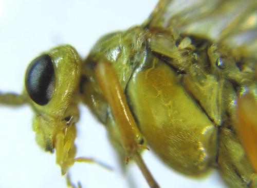 Réf. 289 446 : Tenthredopsis nassata